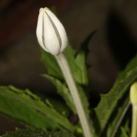 Hippobroma longiflora (L.) G.Don